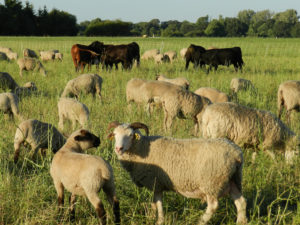 Sheep-and-Cattle-sm1